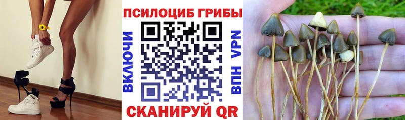 Купить  Любим  Псилоцибиновые грибы Psilocybine cubensis 